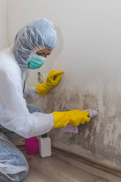 Best Mold Odor Removal Services  in Tiltonsville, OH